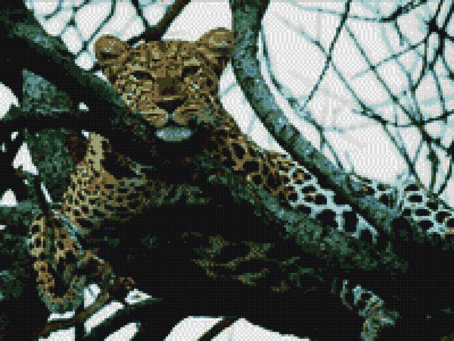 леопард - предпросмотр