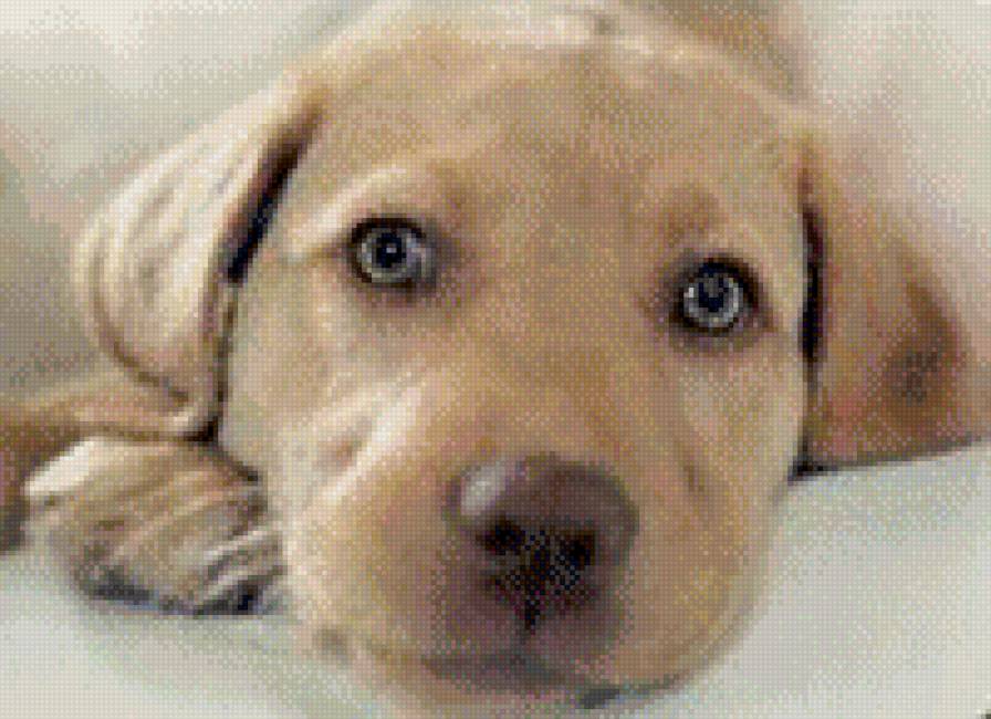 №735601 - животные, собака - предпросмотр