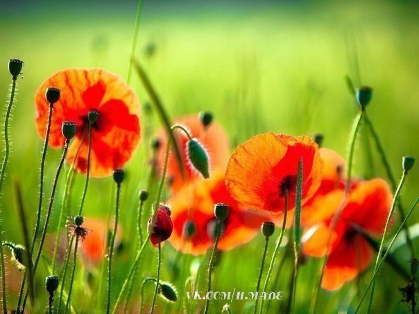 маки - природа, цветы, маки - оригинал
