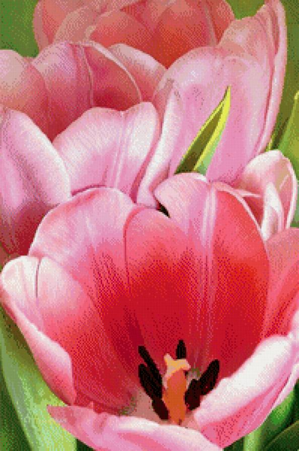 цветы - тюльпаны - предпросмотр