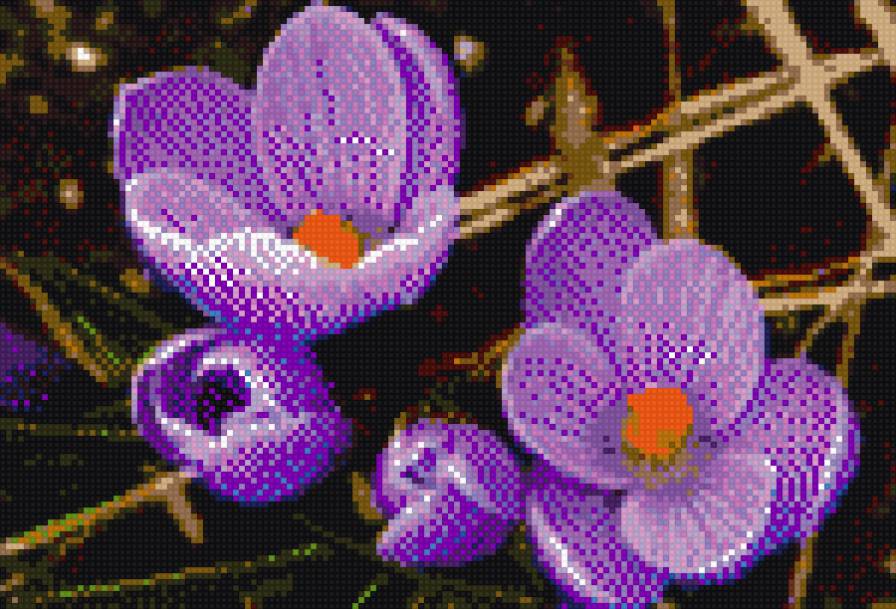 крокусы - цветы, крокусы - предпросмотр