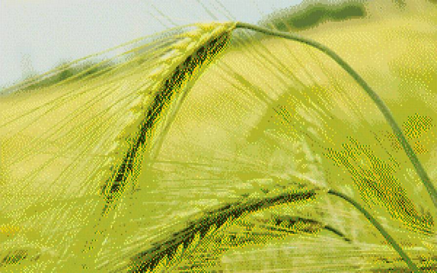 колос - поле, зеленое, колос - предпросмотр