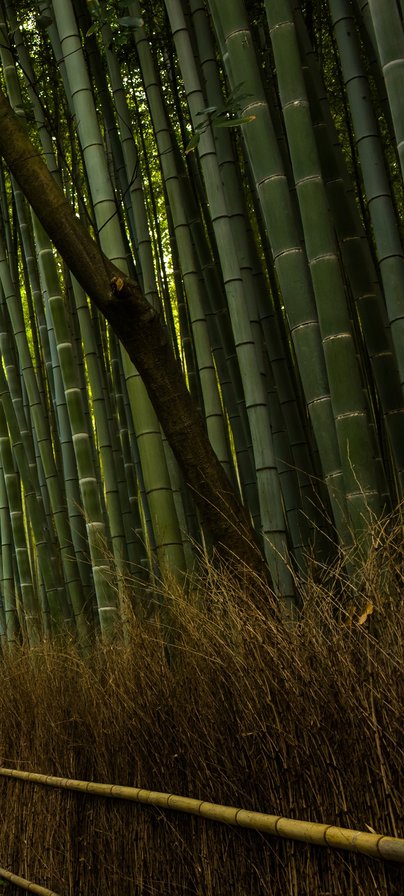 бамбуковая перспектива (справа) - бамбук - оригинал