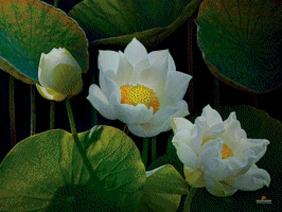 Лотос.4 - солнце, цветок, лотос - предпросмотр