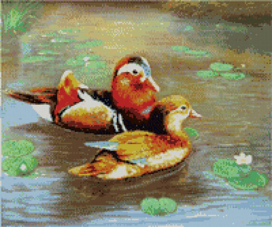 уточки мандаринки - утки, птицы, супружеское счастье - предпросмотр