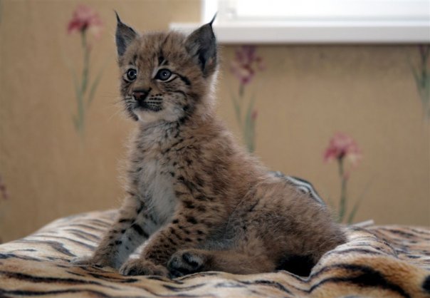 животные - оригинал