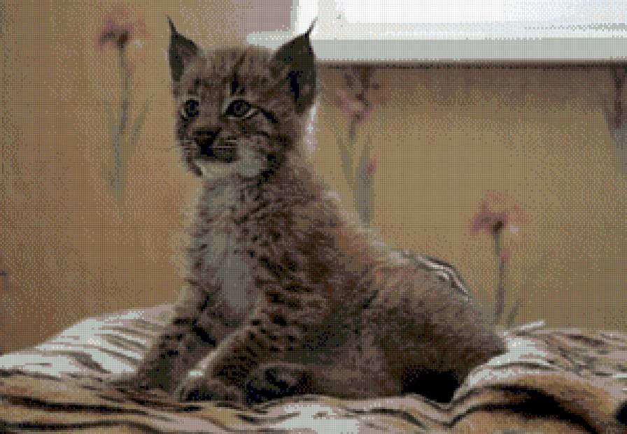 животные - предпросмотр