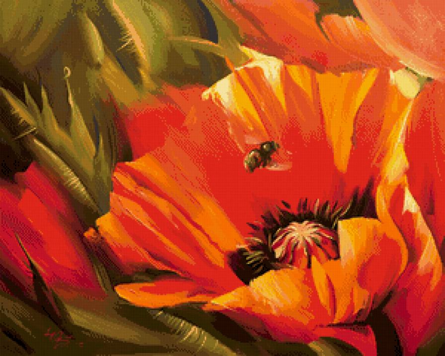 дикий мак - цветы - предпросмотр