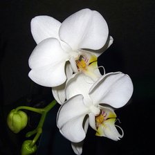 Оригинал схемы вышивки «Орхидея» (№736394)