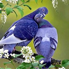 Влюбленные голуби