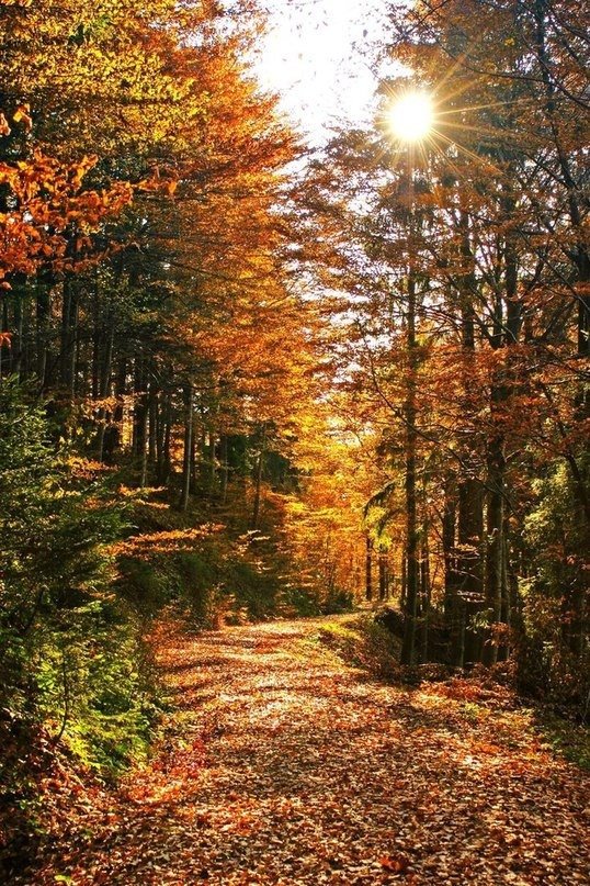 №736527 - лес, осень, пейзаж, природа - оригинал