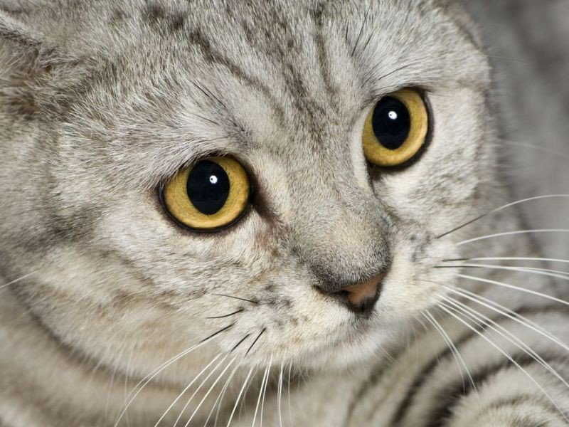 Пушистик - кошки, британец, кот - оригинал