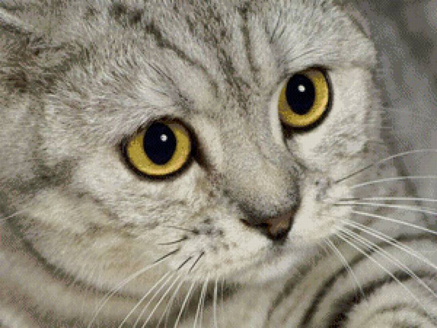 Пушистик - британец, кошки, кот - предпросмотр