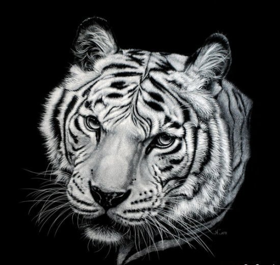 Тигр - мир животных - оригинал