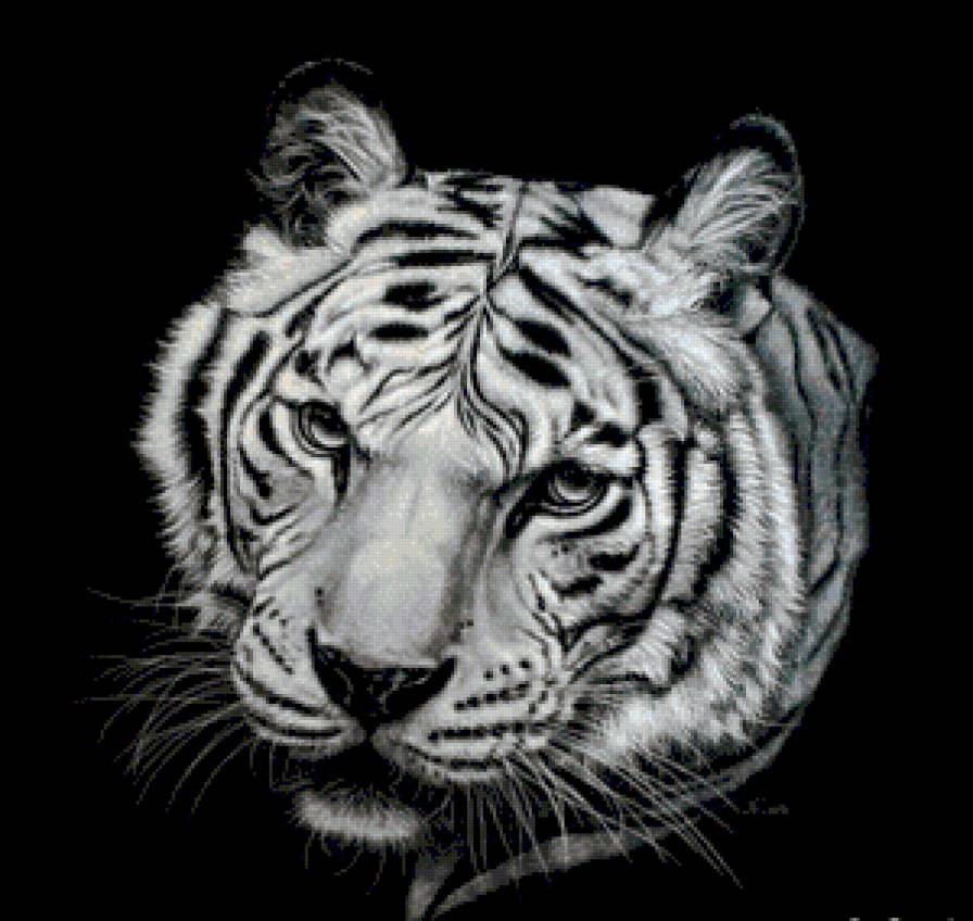 Тигр - мир животных - предпросмотр