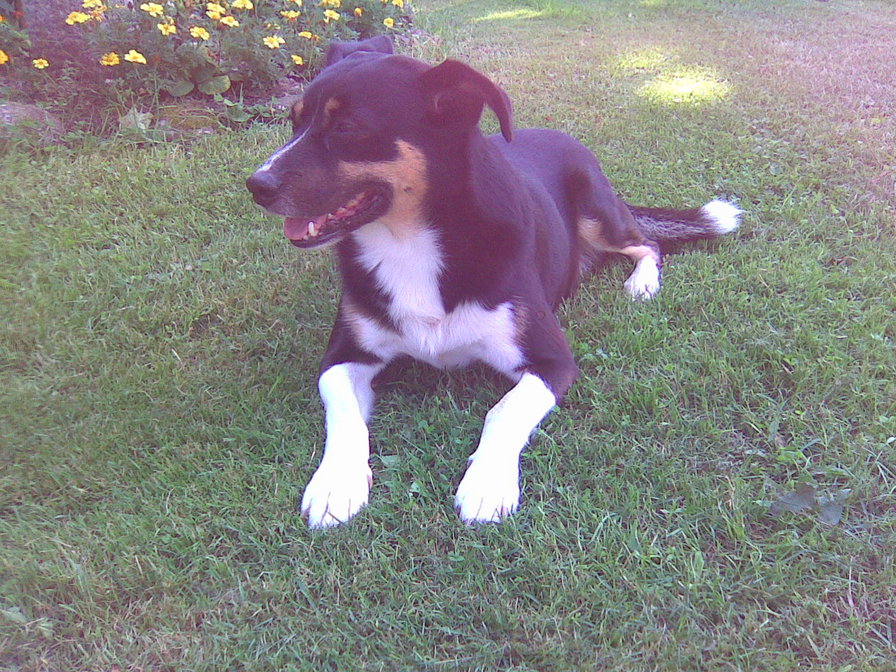 Robi - оригинал