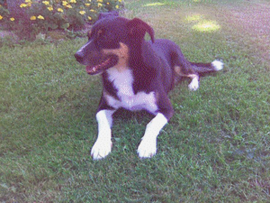 Robi - предпросмотр