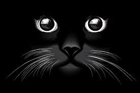 Кошки - кошка, глаза - оригинал