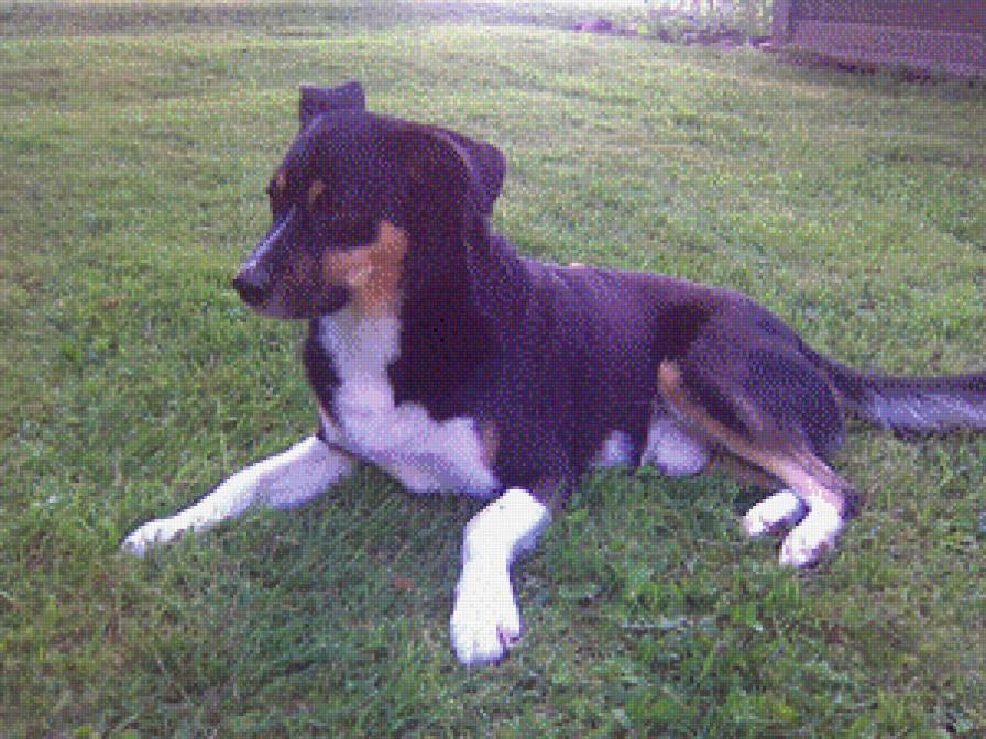 Robi - предпросмотр