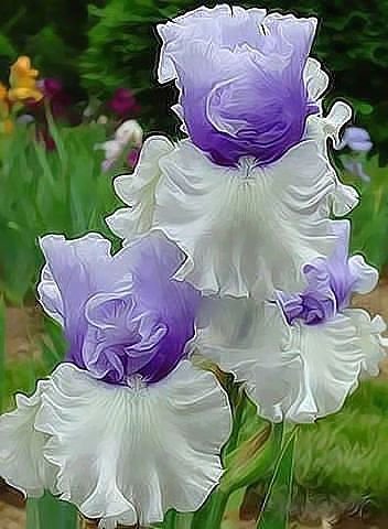 Ирис - цветы.букет - оригинал