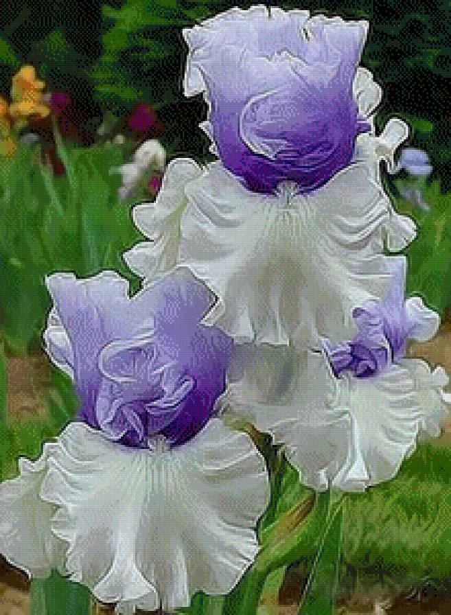 Ирис - цветы.букет - предпросмотр