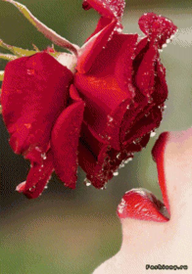 №737103 - предпросмотр