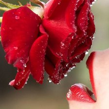 Схема вышивки «№737103»