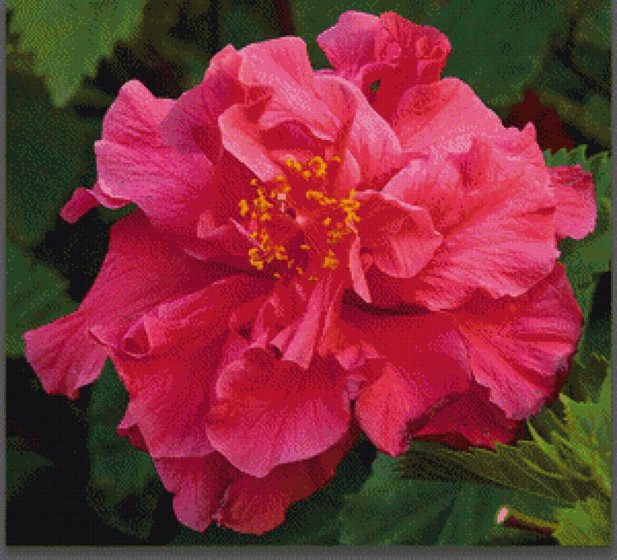 серия "гибискус" - цветы.гибискус - предпросмотр