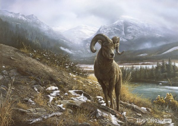 Баран - оригинал