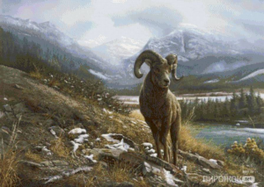 Баран - предпросмотр