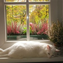 Схема вышивки «Кошка на окне»