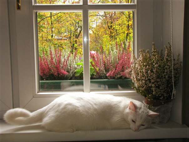 Кошка на окне - окно, белая кошка, вереск - оригинал