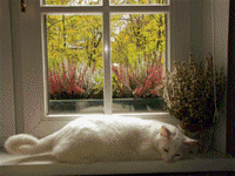 Кошка на окне - окно, белая кошка, вереск - предпросмотр