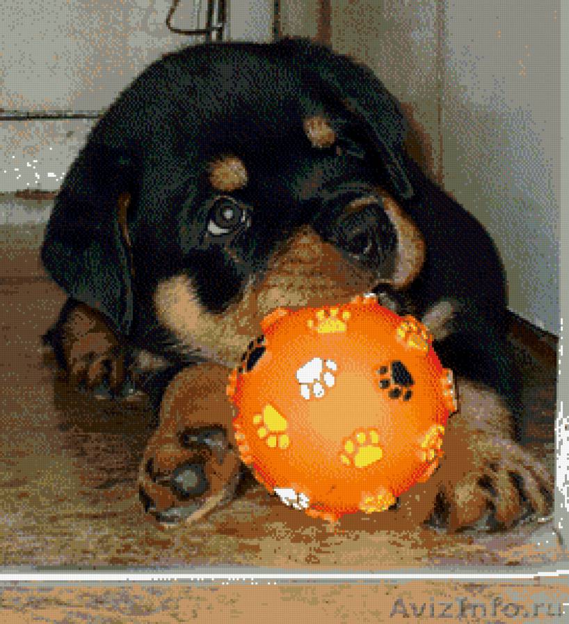 животные - щенок - предпросмотр