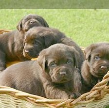 Схема вышивки «животные»