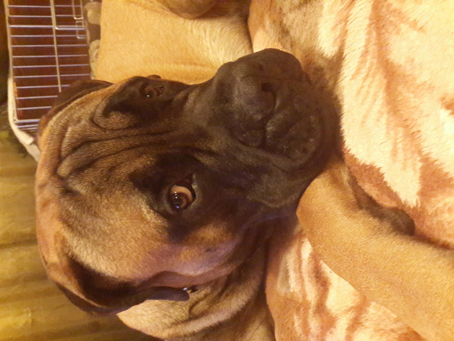 GVG Nikon - bullmastiff - оригинал