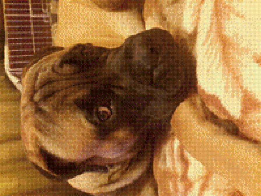 GVG Nikon - bullmastiff - предпросмотр