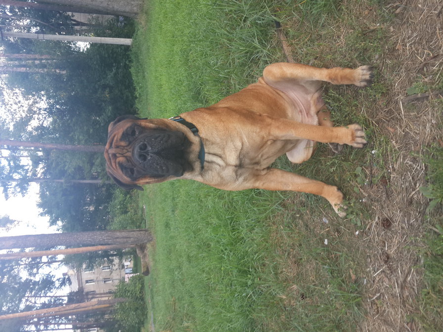 GVG Viking - bullmastiff - оригинал