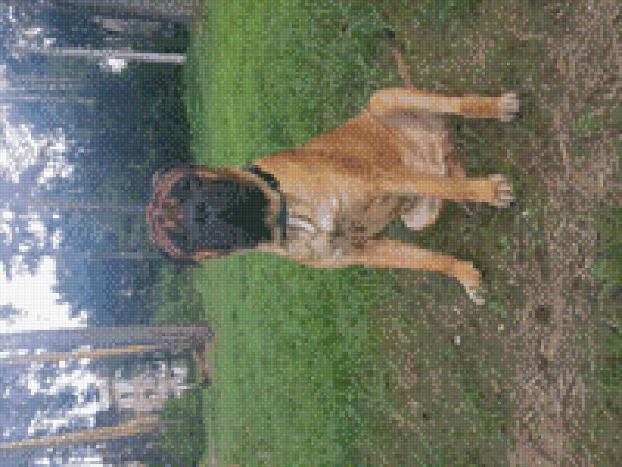 GVG Viking - bullmastiff - предпросмотр