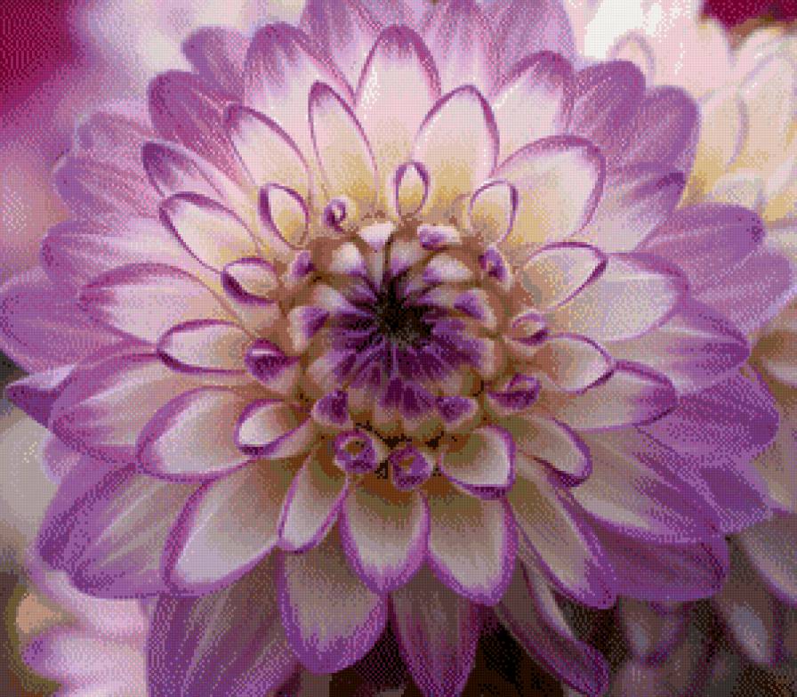 Георгиновая подушка - цветы, георгины, подушка - предпросмотр