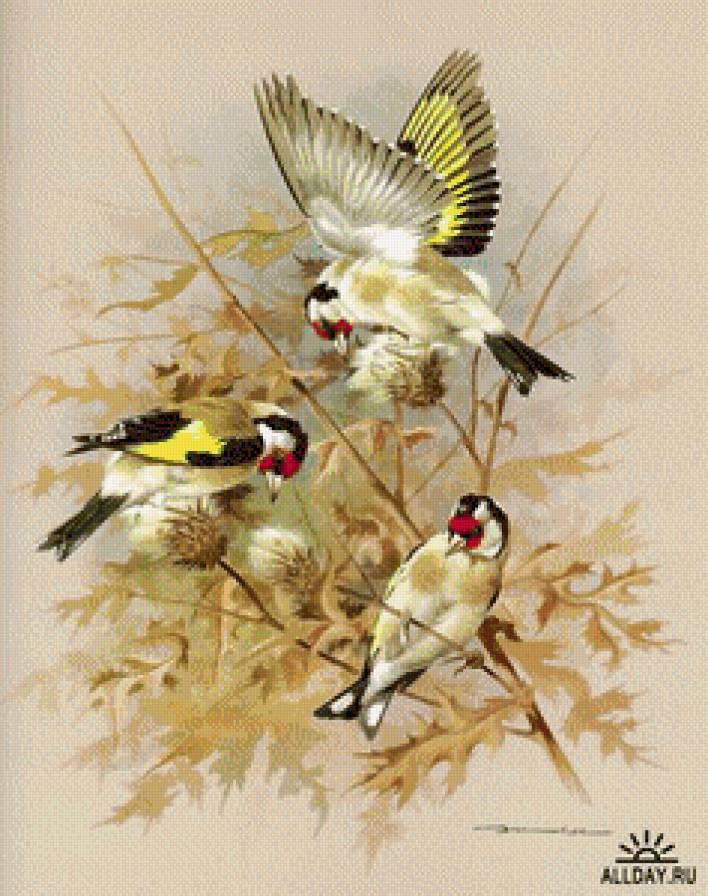 Птички_5 - птицы - предпросмотр