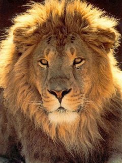 Лев - животные - оригинал