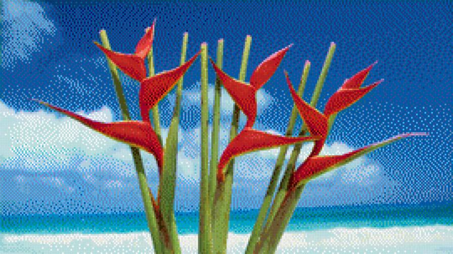 рай - цветы, море - предпросмотр