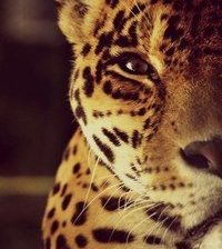 Схема вышивки «леопард»