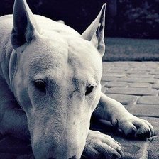 Схема вышивки «пёс»