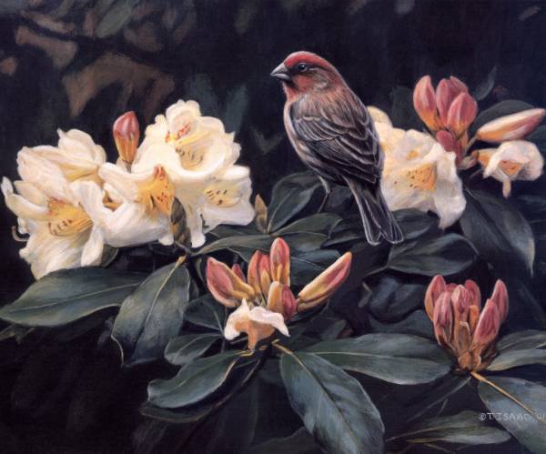 птичка - птицы, животные - оригинал