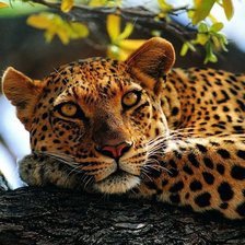 Схема вышивки «№738253»