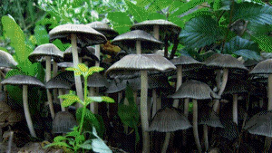 №738292 - предпросмотр