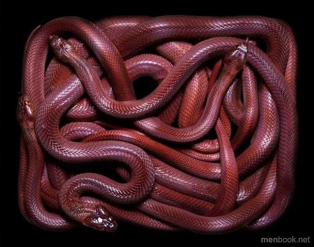 №738318 - оригинал