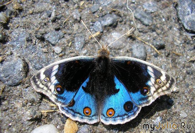 №738329 - оригинал